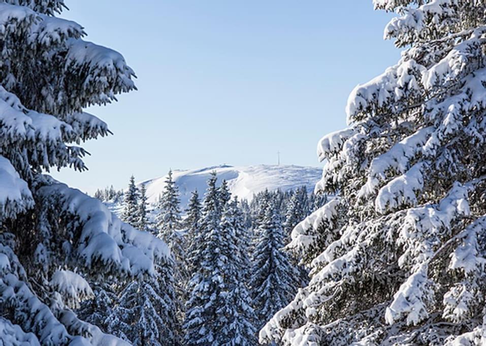 Ferienwohnung Lotti + Hochschwarzwald Card Titisee-Neustadt Bagian luar foto